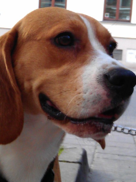 Zaginął 3-letni Beagle Tricolor Zielonki K. Krakowa 2