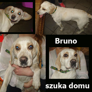 Do Adopcji Wspaniały Pies Bruno