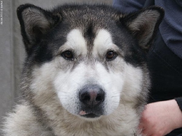 Bajer- W Typie Alaskan Malamute, Pies Ideał Szuka Domu