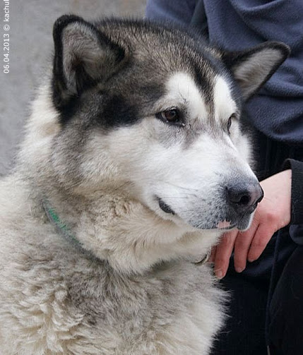 Bajer- W Typie Alaskan Malamute, Pies Ideał Szuka Domu 2