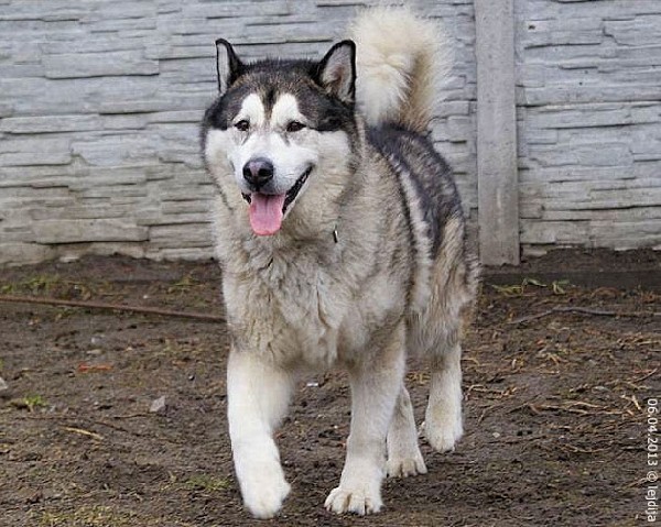 Bajer- W Typie Alaskan Malamute, Pies Ideał Szuka Domu 3