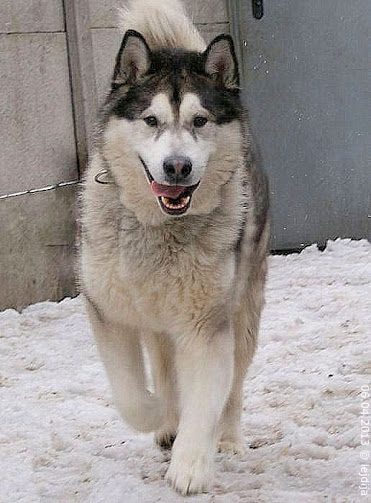 Bajer- W Typie Alaskan Malamute, Pies Ideał Szuka Domu 4