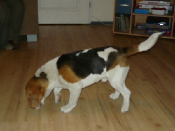 Zaginął Roczny Beagle Tricolor Raper 4