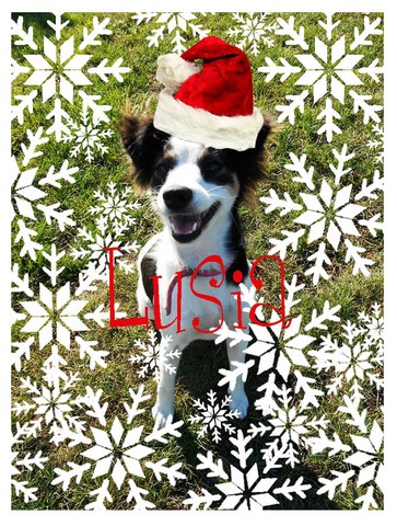 Lusia- Psie Dziecko Czeka Na Bożonarodzeniowy Cud